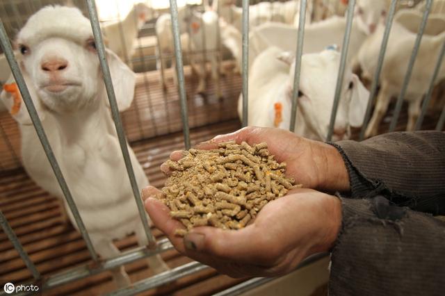 几种常见功能性饲料添加剂