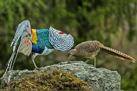 大理苍山出现白腹锦鸡，拖着云斑长尾，遇到危险就向山坡下滑翔图片