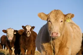 母牛难产是什么原因导致的，如何治疗呢？图片