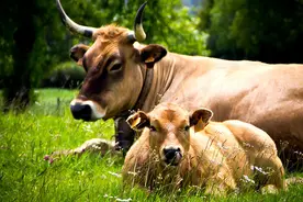 公牛与母牛的3点区别，你知道几个？图片