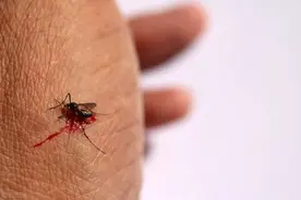 蚊子吸血不能打？断了的针管会致死吗？西瓜视频为你科普图片