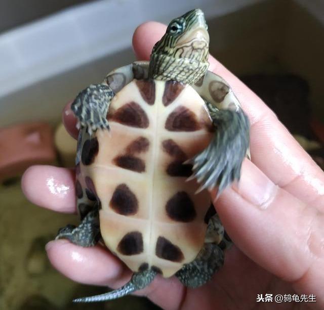 不知道乌龟如何冬眠？鸫龟先生干货分享乌龟冬眠方法全套解决方案