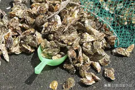 买生蚝怎么挑？老渔民：牢记“3不买”，生蚝到手又鲜又肥图片