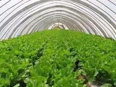 什么是生物刺激素？与激素有什么区别？都有什么作用？