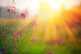 《应对焦虑》：认真活在当下，就是面对焦虑最好的解药图片