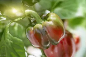 中棚西瓜 - 大白菜 - 辣椒栽培模式，你知道多少？学会并不难图片