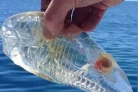 全球罕见的10大巨型生物图片