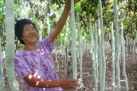 原产印度，果实能长3米，种1株全家够吃，如今却被嫌弃无人种图片