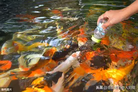 黑坑能够钓好鱼的四个关键因素 哪个有优势都会让上岸变得更轻松图片