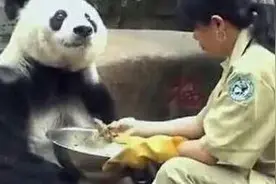 大熊猫明明战斗力很强，但是为什么一直看到的都是萌萌的？图片