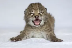 晒晒豹子宝宝们的可爱照，萌中带酷也太可爱了吧图片