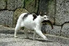 流浪猫偷鱼，差点被打死，得知背后的原因，让人感动不已图片