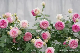 怎么才能让月季多发新芽？教你几个小方法，月季全身都爆芽图片
