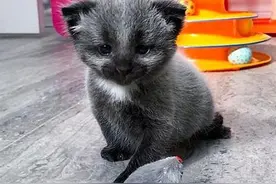 马路边捡到小猫，拥有独特“发烧外套”，乍一看还以为小浣熊图片