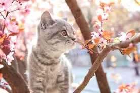 猫咪有吃植物的本能习性，平时却要保证能远离那些有问题的植物图片