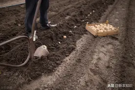 马铃薯早春地膜覆盖栽培技术，种植方法既简单又方便，高产又增收图片