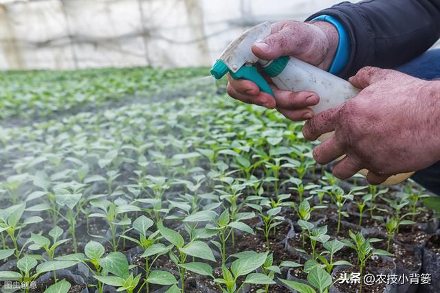 叶面肥使用看似简单，但未必人人能用对！10个方法教你提高肥效