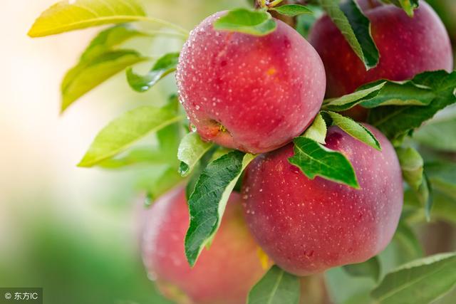 苹果树的最新管理技术