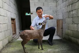 曾是村民讨厌的农田“害兽”，由于粪便能提取麝香，成为养殖新宠图片