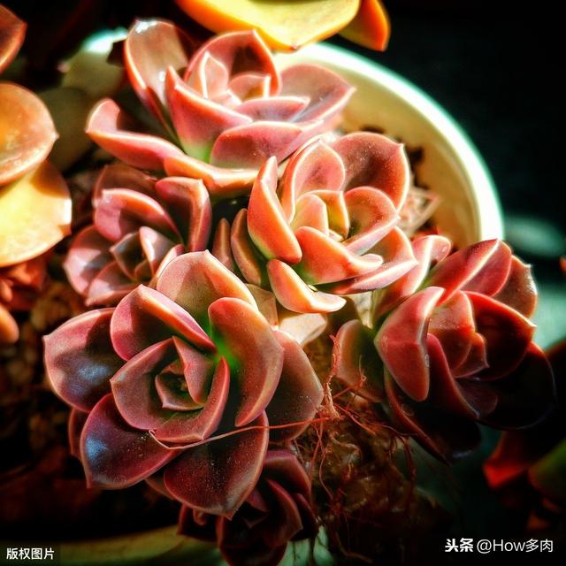多肉植物 方块巧克力(巧克力法师多肉植物)-措必培