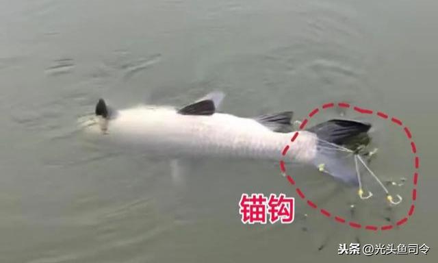 每天百斤鱼获的秘密，牵扯出锚鱼者极力隐藏的“血腥杀戮”