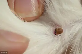小小的蜱虫，对人对狗危害远超想象，你家狗还敢不驱虫图片