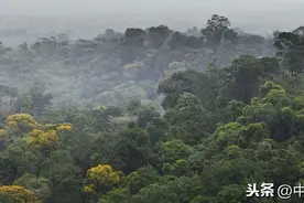 亚马逊雨林图片