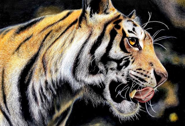 ���ǻ��Ҳ��ţ��ձ�ѧ�������������3D�ַ���è��������