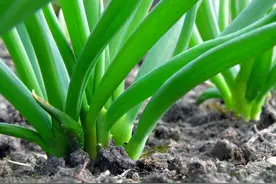 葱籽什么时候种最好？3个播种时期各有特点，农民朋友要分清图片