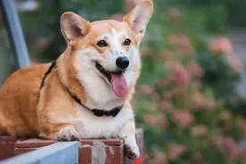 柯基犬的缺点这么多，但还是要坚持养，因为终会发现它的优点图片