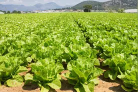 生菜进入露天种植时期，正确育苗定值是丰收的第一步图片