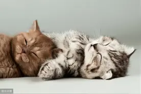 养宠心得： 关于新生小猫的喂养，大多数主人都显得手足无措图片