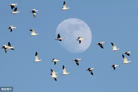 卢纶《塞下曲》为看到雄浑肃穆的边塞景象，接触的粗犷豪迈将士写图片