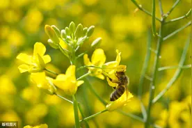 为什么油菜花开蜜蜂频繁飞舞，而水稻花盛期却难见蜜蜂踪影？图片
