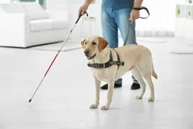 墨尔本盲人牵导盲犬上公交遭阻拦 僵持1小时警方介入图片