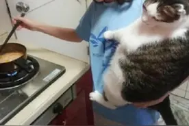 猫咪吵着要看，女主人单手抱11kg肥猫煮饭，臂力惊人图片