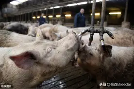母猪深部输精怎么操作，来看看母猪深部输精具体的操作步骤图片