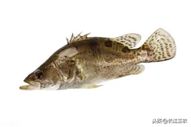 鳜鱼之“贵”，贵在哪里？听听养殖户怎么说的图片