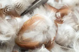 农村有大叔下乡收鸭毛，2块钱一只，利润有多少？一天能收多少只图片