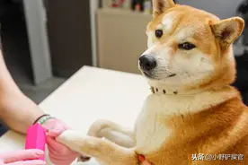 养宠家庭必修课：猫猫狗狗剪甲需要注意哪些事，让毛孩子爱上剪甲图片