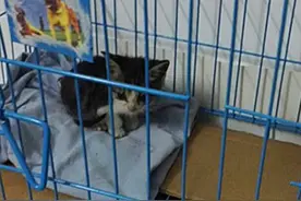 猫咪小尾巴一甩，竟抹了主人一脸油，别小看油腻下暗藏的危险图片