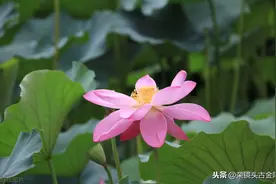 南京：盛夏时节玄武湖荷花盛开 并蒂莲“鹤立鸡群”图片