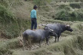有个悲催和痛苦的一代叫“七零后”图片