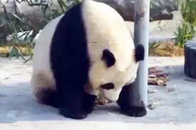 大熊猫呈现刻板行为，园方调养两年仍未见效，打工熊心理需关注！图片