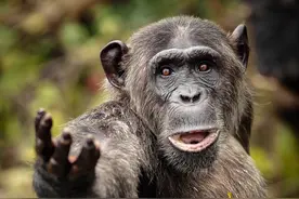 黑猩猩发现被偷拍直怼镜头：要拍照先给好吃的图片