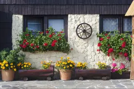 院子里搭个简易温室，花草过冬无压力，还能“砰砰”开图片