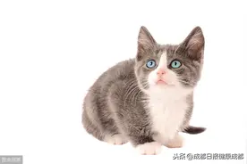 怀孕能养猫和狗吗？看完你就知道了图片