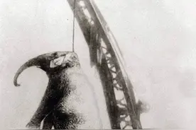 被绞死的大象玛丽为何会杀人？象钩是什么？大象为什么这么恐惧？图片