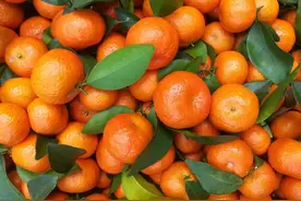 砂糖桔高产种植管理中，掌握病虫害的防治措施，保障砂糖桔的增收图片