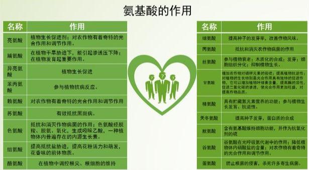 18种氨基酸在植物体内的作用，植物为什么需要这18种氨基酸呢？